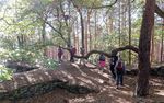 WANDER PROGRAMM Pf&auml;lzerwald-Verein, Ortsgruppe Schifferstadt e.V - Pf&auml;lzerwald-Verein