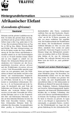 Afrikanischer Elefant - Hintergrundinformation
