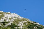 IM REICH DES STEINADLERS - VIELFALT IM TROCKENSTEN KALKGEBIRGE OBERÖSTERREICHS ERLEBEN - NATURSCHAUSPIEL.at