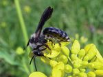2019 Die Senf-Blauschillersandbiene Am liebsten gelb - Wildbienen-Kataster