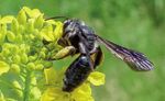 2019 Die Senf-Blauschillersandbiene Am liebsten gelb - Wildbienen-Kataster