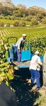 G&uuml;nstiger Wein, bitterer Nach-geschmack - WEINEXPORTE VON S&Uuml;DAFRIKA NACH DEUTSCHLAND - Rosa-Luxemburg ...