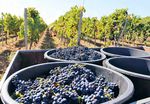 G&uuml;nstiger Wein, bitterer Nach-geschmack - WEINEXPORTE VON S&Uuml;DAFRIKA NACH DEUTSCHLAND - Rosa-Luxemburg ...