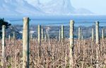 G&uuml;nstiger Wein, bitterer Nach-geschmack - WEINEXPORTE VON S&Uuml;DAFRIKA NACH DEUTSCHLAND - Rosa-Luxemburg ...