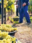 G&uuml;nstiger Wein, bitterer Nach-geschmack - WEINEXPORTE VON S&Uuml;DAFRIKA NACH DEUTSCHLAND - Rosa-Luxemburg ...