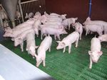Das Leiden der Tiere schreit immer noch zum Himmel!
