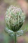 Wilde Möhre (Daucus carota) - Wildgemüse und Pollenbar
