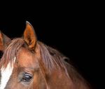 Prof. Dr. Georg von Samson-Himmelstjerna, Direktor des Instituts für Parasitologie und Tropen veterinärmedizin der tierärztlichen Fakultät der FU ...