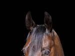 Prof. Dr. Georg von Samson-Himmelstjerna, Direktor des Instituts für Parasitologie und Tropen veterinärmedizin der tierärztlichen Fakultät der FU ...