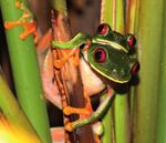 Redfrog-Team - Erhaltung von Reptilien
