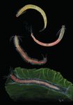 ZOOLOGIE 2016 Mitteilungen der Deutschen Zoologischen Gesellschaft - Deutsche Zoologische Gesellschaft eV