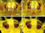 ZOOLOGIE 2016 Mitteilungen der Deutschen Zoologischen Gesellschaft - Deutsche Zoologische Gesellschaft eV