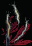 ZOOLOGIE 2016 Mitteilungen der Deutschen Zoologischen Gesellschaft - Deutsche Zoologische Gesellschaft eV