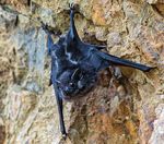 ZOOLOGIE 2016 Mitteilungen der Deutschen Zoologischen Gesellschaft - Deutsche Zoologische Gesellschaft eV