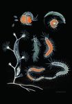 ZOOLOGIE 2016 Mitteilungen der Deutschen Zoologischen Gesellschaft - Deutsche Zoologische Gesellschaft eV