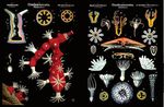 ZOOLOGIE 2016 Mitteilungen der Deutschen Zoologischen Gesellschaft - Deutsche Zoologische Gesellschaft eV