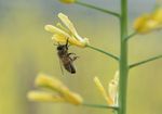 Dynamische Agroforstwirtschaft - In den Tropen haben Agroforstsysteme eine lange Tradition. Die syntropische Landwirtschaft oder dynamische ...