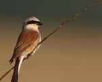 Vögel im Grünland - Citizen Science Österreich