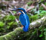 WALD Ausgabe August/ September 2017 unbezahlbar - muw ...