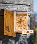 Querverbund - Honigsvoll Bienen sind für die Landwirtschaft enorm wichtig. Imker und Forscher - Wildbiene und Partner