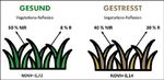 Bewertungsmethoden von Rasenqualität: Ein Vergleich zwischen subjektiven (Bonitur) und objektiven (Messung) Untersuchungsparametern