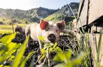 Nat&uuml;rlich ab Hof - Start in die Alpsaison Sibratsgf&auml;ller Spezialit&auml;ten Schweine in Freilandhaltung Das Brot des Rheintals - L&auml;ndle Produkte