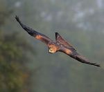 Vom Rückgang der Arten und der Kenntnis - Vogel-BISA-Studien im Vergleich: Der Falke