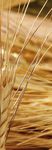 Premium-Futter zu niedrigem Preis! mehr als 50% billiger - Ihr Magazin - Citizencom