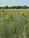 GEMEINDEBRIEF - Nr. 2/3 - 2020 Juli - September - Matth&auml;usgemeinde Lehrte