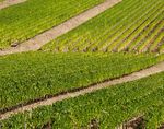 ZINGARELLI CHIANTI CLASSICO AUS CASTELLINA IN CHIANTI - Sergio Zingarelli setzt bei Rocca delle Macie auf Sangiovese und die Chianti-Experience ...
