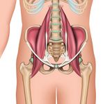 Aus der Mitte Aufrecht gehen, beweglich und leistungsfähig sein - einer der Mobilmacher in unserem Körper, der das leistet, ist der Psoas. Er ist ...