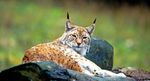 D er Eur asische Luchs - Lateinischer Name: Lynx lynx - WWF Österreich