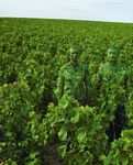 Liu Bolin Ruinart-K&uuml;nstler des Jahres - Aus Liebe zum Wein. Seit 125 Jahren - moet-hennessy.ch