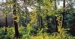 Waldpolitik 2020 Visionen, Ziele und Massnahmen f&uuml;r eine nachhaltige Bewirtschaftung des Schweizer Waldes