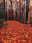Gemeindebrief Oktober November 2018 - Kirchengemeinde Scharbeutz