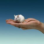 Barbara Grune, Daniel Butzke - ZEBET-Datenbank und Informationsbeschaffung Strategien zum Finden hochwertiger Informationen zu Alternativmethoden ...