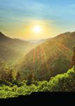 PFLANZLICH - Schwabe Austria