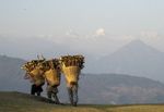 NEPAL - CLIMATE TREK Asien: Nepal - Nomad Reisen