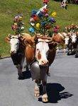 Iufo Guide - Hotel Bellevue M&uuml;rren