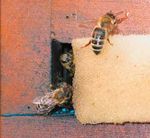 So kommen Imker & Biene gesund durch die Schwarmzeit