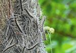 DRÖMLINGKURIER Neuigkeiten aus dem Biosphärenreservat Drömling - Biosphärenreservat Drömling