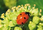 Es hat unbestreitbar die bienenfreie Zeit angefangen