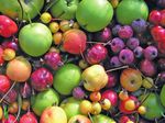 Institut für Züchtungsforschung an Obst - Institute for Breeding Research on Fruit Crops - Julius Kühn-Institut