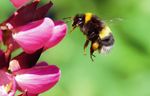 N SIC Brauchen wir Wildbienen? - Ökosystemfunktion, Artenschutz und Bienensterben - Raabe.de