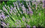 2019 Jeder der denkt, das Gartenjahr in Fr&uuml;hling beginnt und im Herbst endet, verpasst die beste Zeit des Jahres . die Gartenzeit beginnt im ...