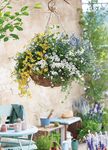 Gärtner Sommer3/2021 - Sommerblumen & Co. für Ihren Blütensommer Gemüsepflanzen für die eigene Ernte Insektenfreundliche Arten und Hotels - Florhof