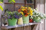 Gärtner Sommer3/2021 - Sommerblumen & Co. für Ihren Blütensommer Gemüsepflanzen für die eigene Ernte Insektenfreundliche Arten und Hotels - Florhof