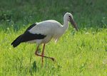 Die Nachbesserungen am Natur-schutzgesetz als Chance nutzen!