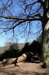 Arboretum 1 im Heidelberger Stadtwald - Virtuelle Exkursion der NABU-Gruppe Mauer - NABU Mauer