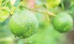 PRODUKTNEUHEITEN YOGA, SPORTS & FITNESS - always ethical always sustainable from plant to product - Fair ...